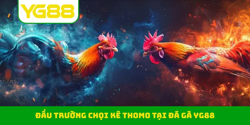 Đấu trường chọi kê Thomo tại đá gà YG88