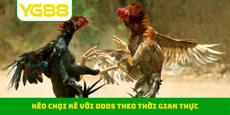 Kèo chọi kê với odds theo thời gian thực