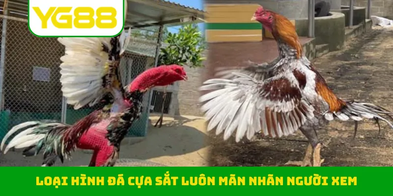 Loại hình đá cựa sắt luôn mãn nhãn người xem